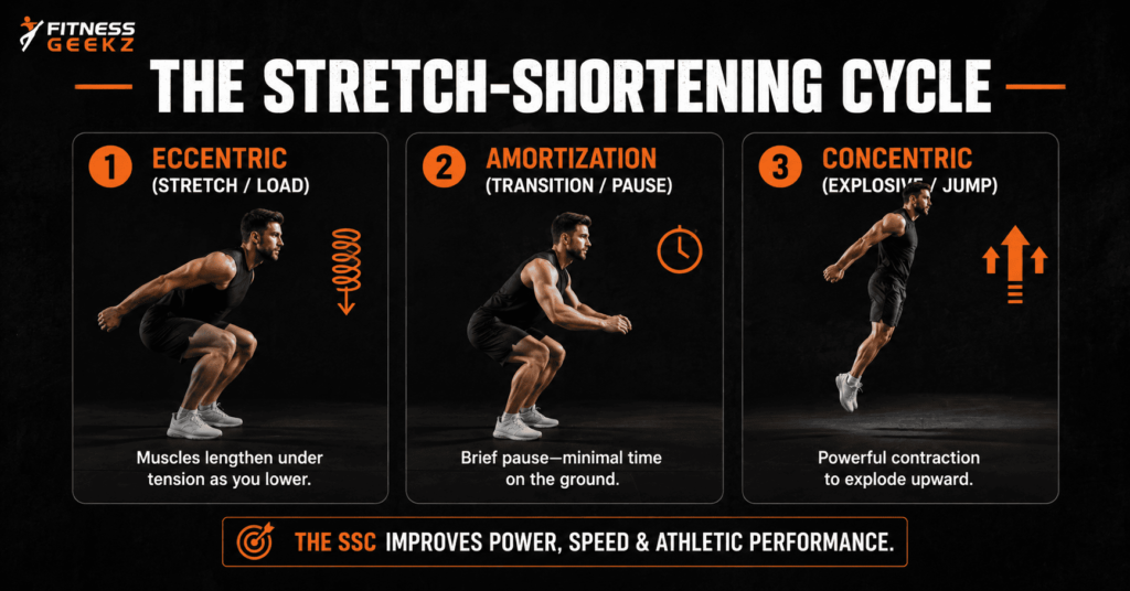 stretch-shortening cycle eccentric amortization concentric phases